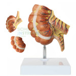 Appendix and Caecum Model